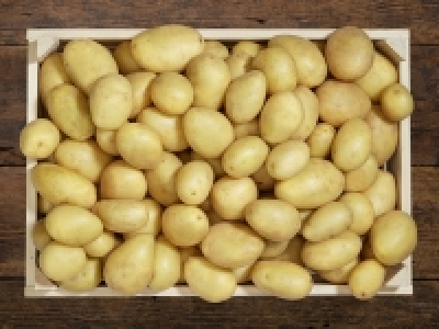 Bio Kartoffeln festkochend