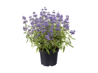 Lidl  Caryopteris Cland Blue Empire