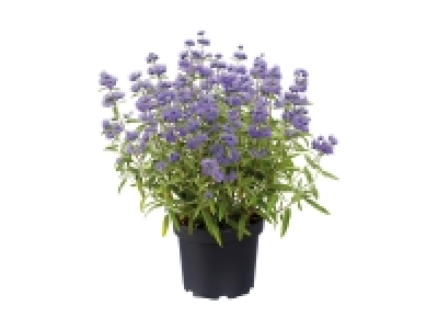 Caryopteris Cland Blue Empire