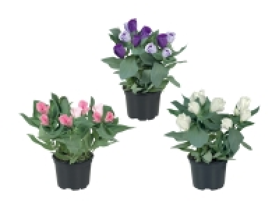 Eustoma