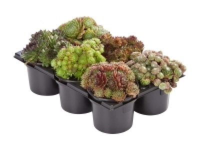 Sempervivum-Mix