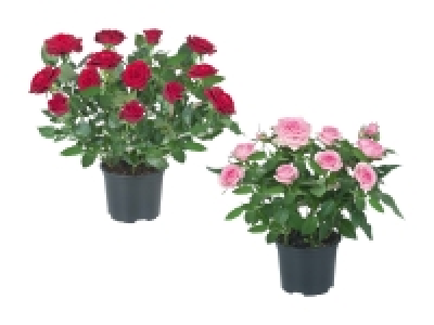 Topfrosen CHF 1.99