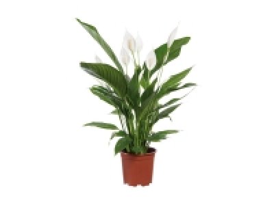 Lidl  Spathiphyllum