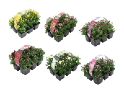 Chrysanthemen