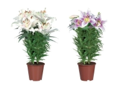 Orientalische Lilien
