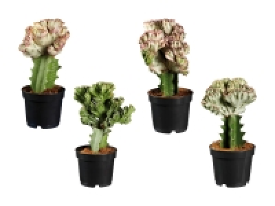 Lidl  Euphorbia Lactea