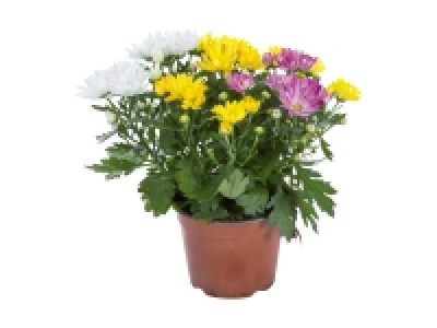 Lidl  Chrysanthemen-Trio