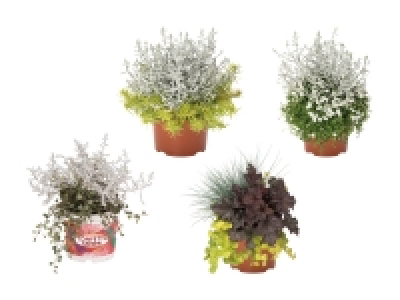 Confetti Garden Duo