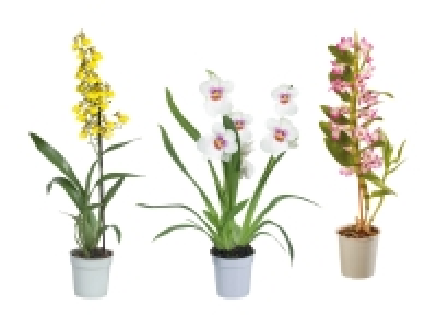 Lidl  Orchideenmix