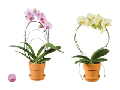 Lidl  Phalaenopsis-Bogen im Terracotta-Topf