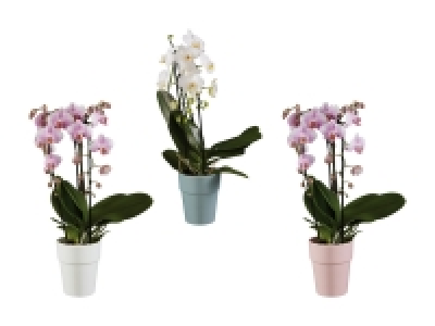 Lidl  Phalaenopsis Cascade Mix