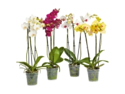 Phalaenopsis 3-Stieler