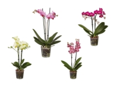 Lidl  Phalaenopsis Midi