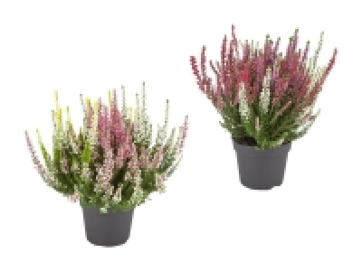 Lidl  Dreifarbige Calluna Vulgaris