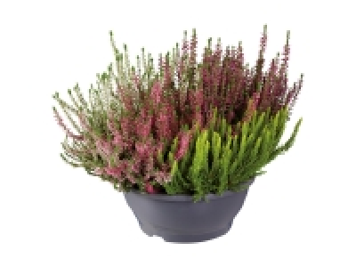 Lidl  Calluna in Schale