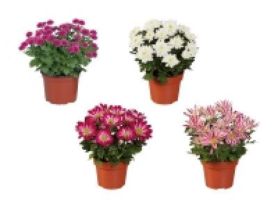 Lidl  Chrysanthemen Multiflora