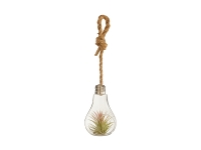 Lidl  Tillandsia in Glühbirne