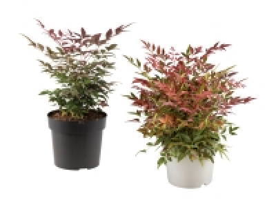 Lidl  Nandina Himmelsbambus