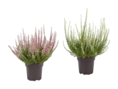 Lidl  Calluna Vulgaris