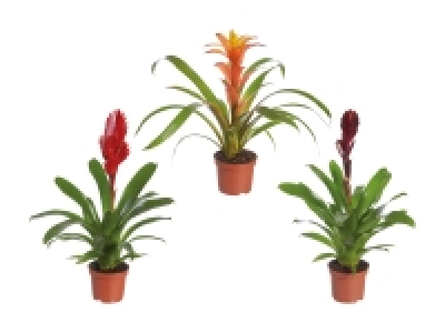 Bromelien-Mix Eco