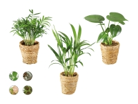 Lidl  Grünpflanzen «Trend im Korb»