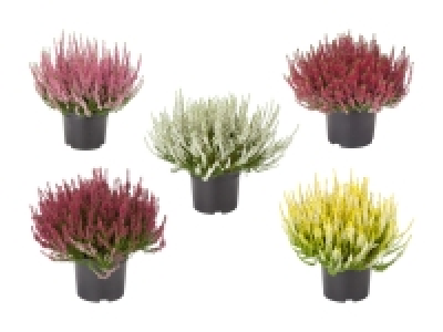 Lidl  Calluna Vulgaris XL