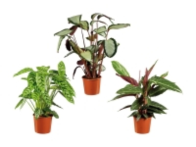 Lidl  Living Plants Calathea