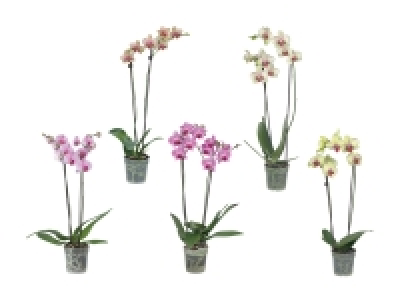 Phalaenopsis 2-Stieler