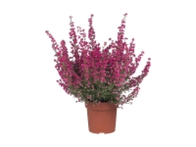 Erica gracilis
