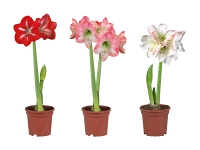 Lidl  Amaryllis 2-Stieler