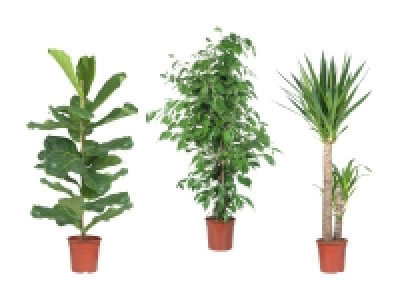 Grosser Grünpflanzenmix CHF 16.99
