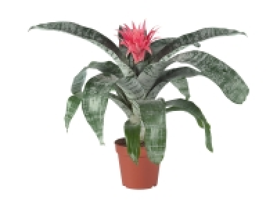 Lidl  Bromelien, Aechmea Primera