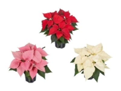 Weihnachtsstern Mehrtrieber