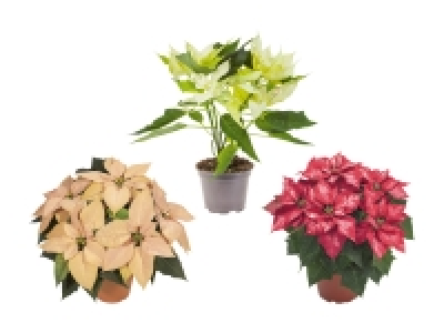 Weihnachtsstern Deluxe