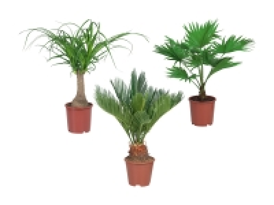 Exklusiver Palmenmix