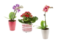 Lidl  Mini Blühpflanzen in Keramik
