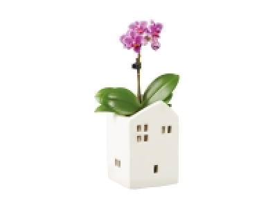 Phalaenopsis-Haus in Keramik