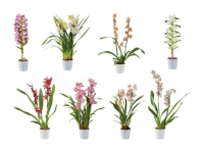 Premium Orchideen Mix