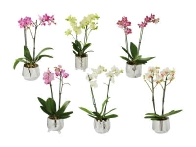 Lidl  Phalaenopsis in Motivkeramik