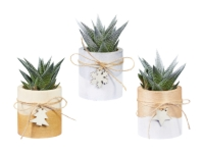 Haworthia in Holztopf