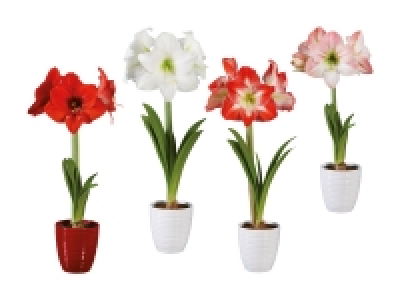 Lidl  Amaryllis in roter Keramik