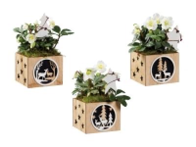 Helleborus im Holztopf