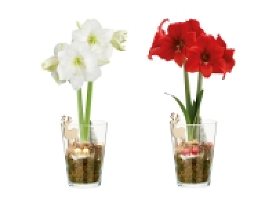 Weihnachts-Amaryllis in Vase