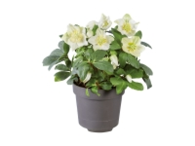 Christrose (Helleborus Niger)
