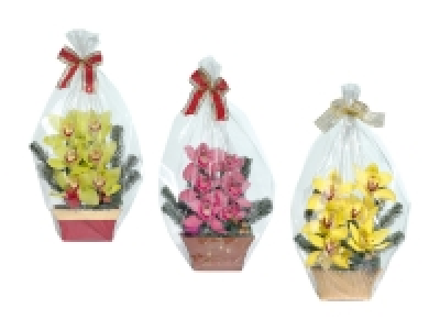 Lidl  Weihnachts-Orchideen 6er-Gesteck