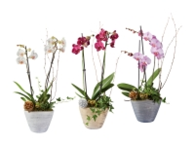 Weihnachtsschale mit Phalaenopsis