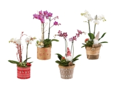 Weihnachtstopf mit Phalaenopsis
