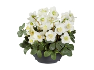 Christrose in Schale