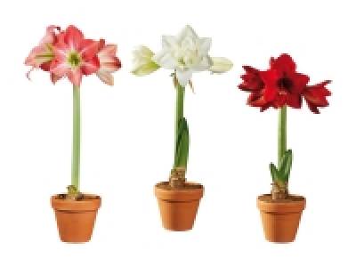 Lidl  Amaryllis im Terracottatopf