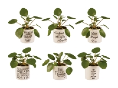 Pancake Pilea Mini in Keramik